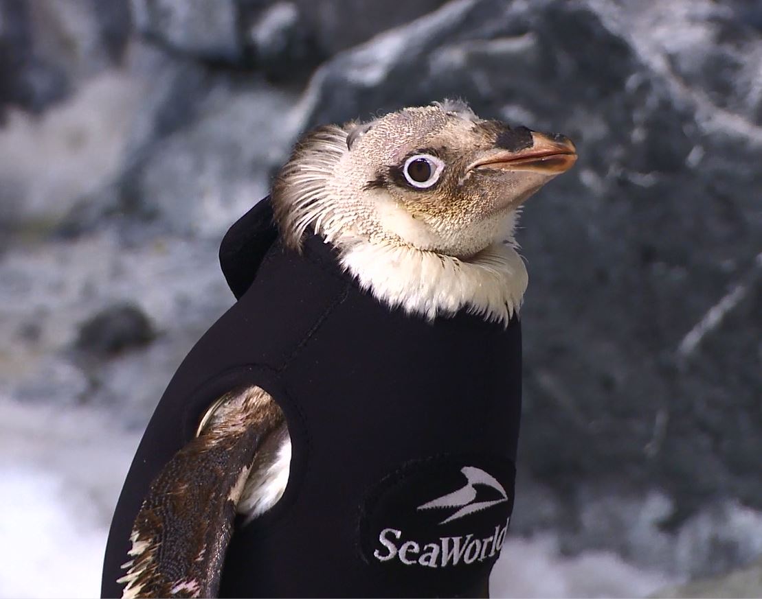 Adelie penguin 様オーダー Adelie penguin 様オーダー Adelie Penguin 28 inch — ANIMAL MAKERS
